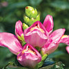 Chelone lyonii ; Turtlehead