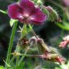 Geranium phaeum ; Variegated mourning widow