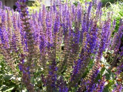 The Battery Plant Database Violet Sage Salvia X Sylvestris Violet Sage Detail