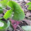 Asarum canadense; Wild&ndash;ginger