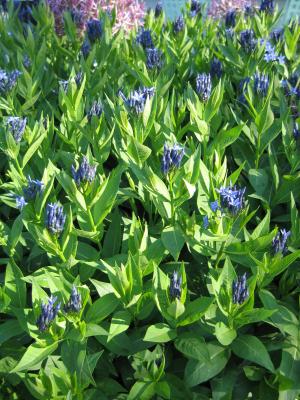 Willow bluestar