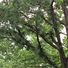 Willow oak, Peach oak Detail