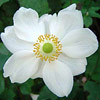 Anemone x hybrida 'Honorine Jobert', Windflower, Japanese anemone
