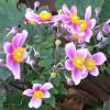 Anemone hupehensis 'Rosenscale', windflower