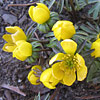 Eranthis hyemalis; Winter aconite