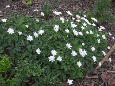 Wood anemone