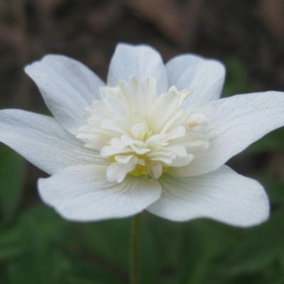 Wood anemone Detail