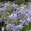 Phlox divaricata; Woodland phlox, Wild sweet William