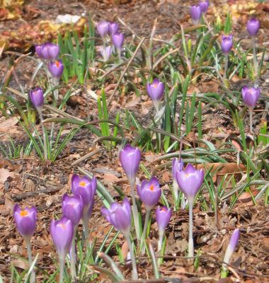 Woodland crocus