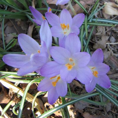 Woodland crocus Detail