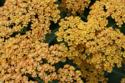 http://www.thebattery.org/images/plants/yarrow73-detail.jpg