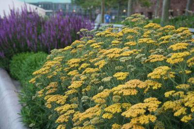 yarrow73.jpg