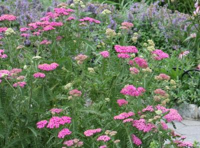 yarrow94.jpg