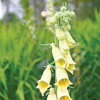 Digitalis grandiflora; Yellow foxglove