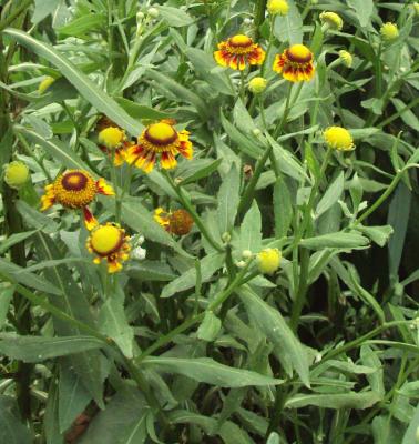 1000+ images about Helenium on Pinterest