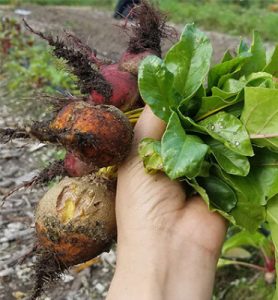 Urban Farm