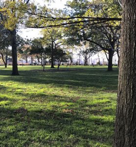 Woodland