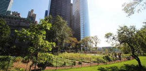 Urban Farm