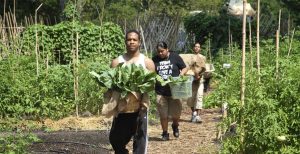 Urban Farm