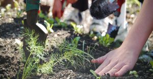 Urban Farm