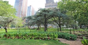 Urban Farm