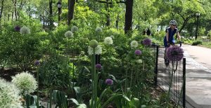 The Battery Oval, Bikeway, and Woodland