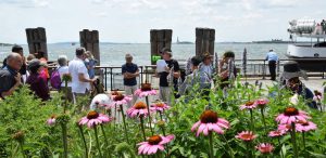 Park Programs at the Battery