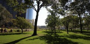 The Battery Woodland