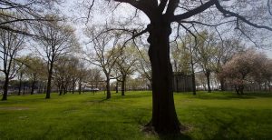 The Battery Woodland