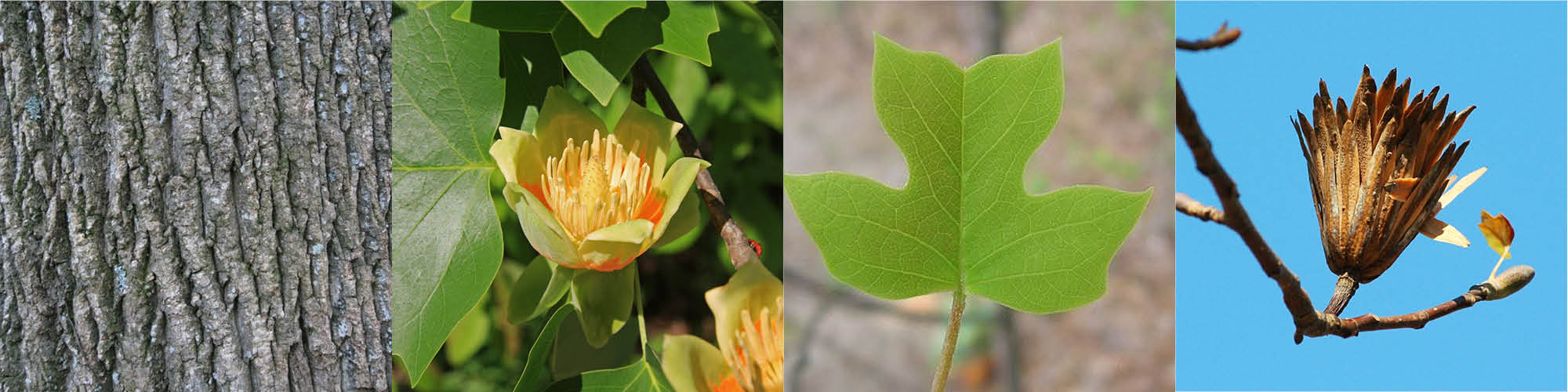 The Battery Blog Secret History of The Battery Trees