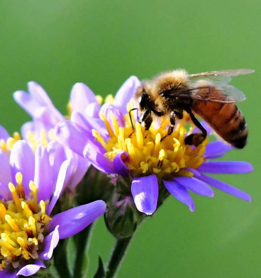 The Battery Urban Farm